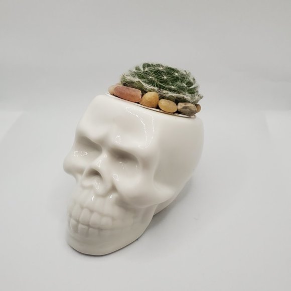 Ceramic Skull Planter Pot with Live Succulent - Picture 5 of 7